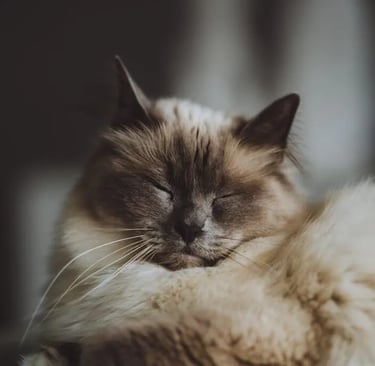 A long-haired cat sleeping