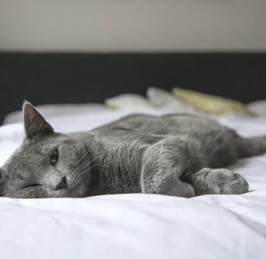 A gray cat laying on a bad