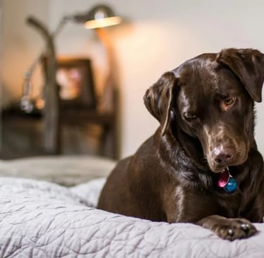 A brown dog sitting on a bed to create a safe and comfortable space for senior pets