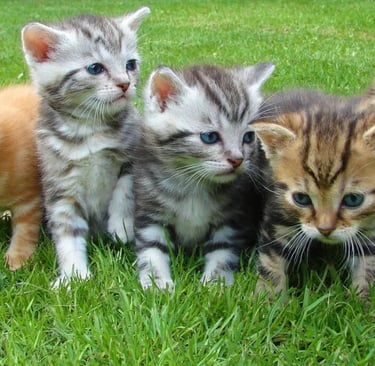 Assorted color kittens