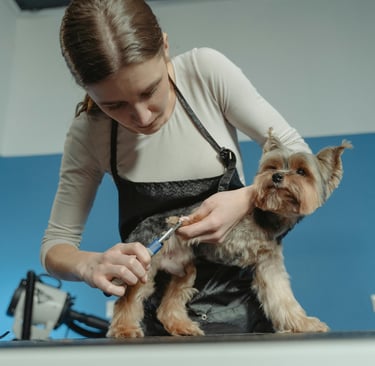 A woman trying to prepare your pet for their first grooming appointment