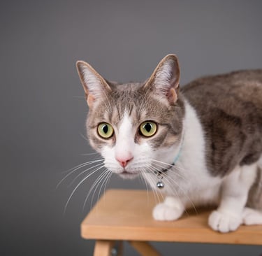A cat with a collar
