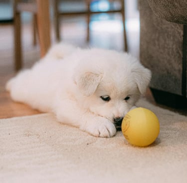A Puppy Staring at a Ball after its owner noticed early symptoms of parvo in puppies