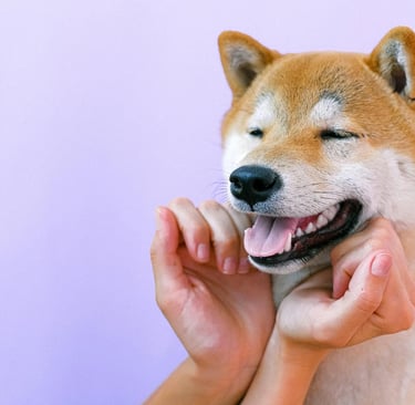 a shiba inu dog
