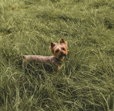 a small dog afer getting after getting home remedies for hip dysplasia in dogs
