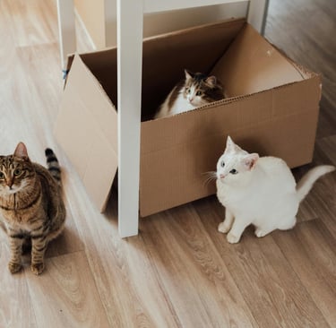 cats playing in a box