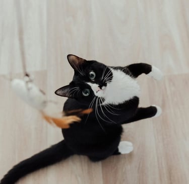 cat on wooden floor