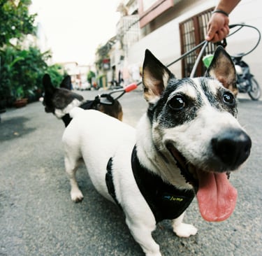 two black and white dogs
