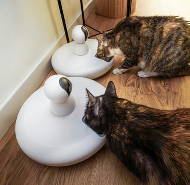 cats eating from the cat feeders