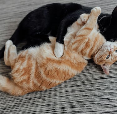 two friendly cats sleeping together