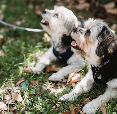 two dogs lying down