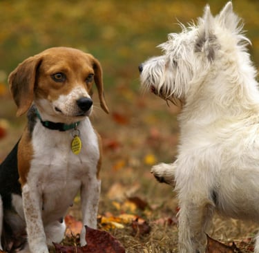 two dogs playing together, which can cause fleas to spread
