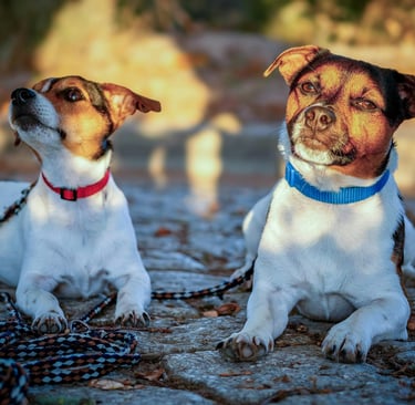 two dogs siting beside each other