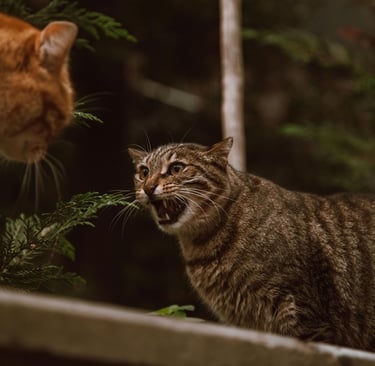 two cats fighting