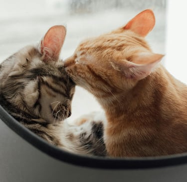 two cats licking eachother