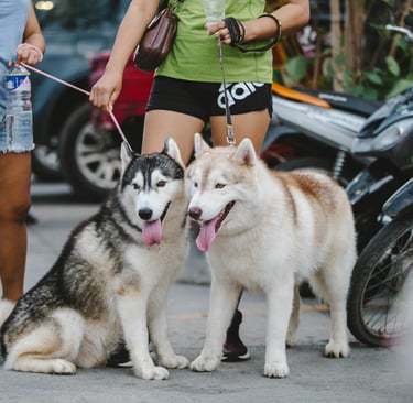 two dogs on leashes after introducing new puppy to older dog
