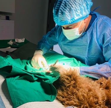 A dog undergoing a surgery