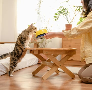 a cat looking at her bowl