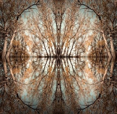 Abstract mirrored forest scene with layered branches and reflective symmetrical structure