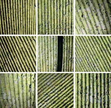 Abstract photographic collage of green linear patterns and natural textures