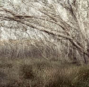 Delicate layered forest with arching branches and pale textures, ethereal landscape photography.