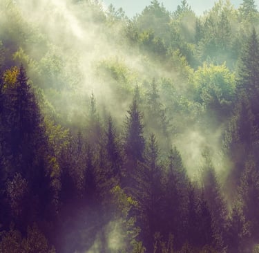 Misty Forest with colours of green and amber, perfect for fine art photography
