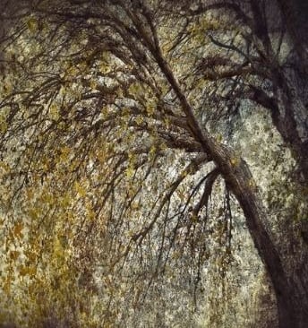 Ethereal art tree photograph by Martin Osner featuring layered textures and autumn leaves in warm golden light.