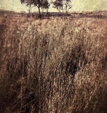 “Quintessence” – A tranquil fine art photography print by Martin Osner featuring two distant trees above golden grass