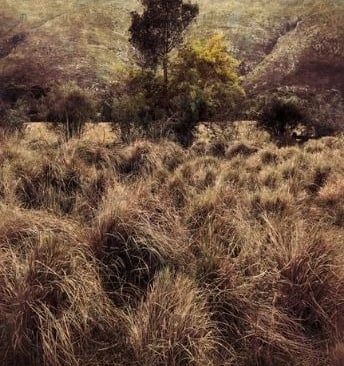 Fine art tree photography print showing a layered valley tree scene with textured grass foreground and mountainous backdrop