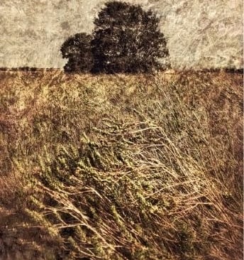 Fine art tree photography of two trees with golden field and layered textures by artist Martin Osner.