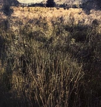 Ethereal fine art tree photograph with golden valley grass, part of Martin Osner’s Quintessence series collection.