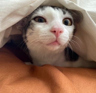 gato bajo cobija