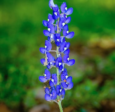 Close-up of a single Texas bluebonnet flower blooming in spring, symbol of Texas wildflowers