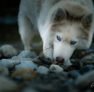 portraits photo photographe chien animal