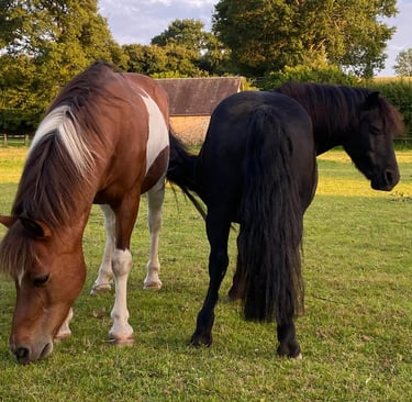 Deux beaux chevaux dans un pré