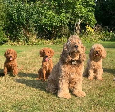 a group of dogs sitting on the grass