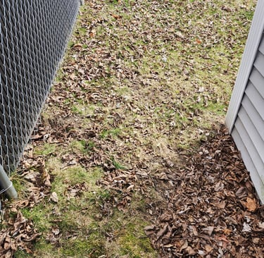 leaves in yard