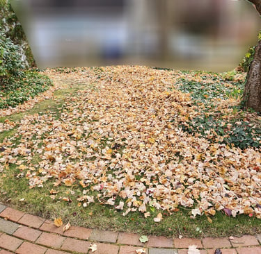 Leaf cleanup, Spring Cleanup
