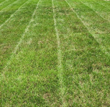 freshly cut grass and lawn lines