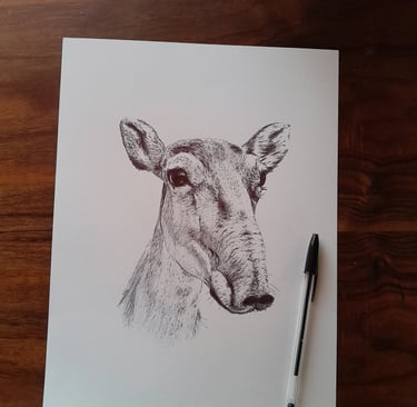 portrait antilope saïga au stylo BIC