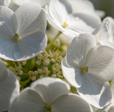 close of white flowers