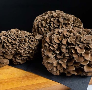 funghi Maitake "Grifola Frondosa" in vendita