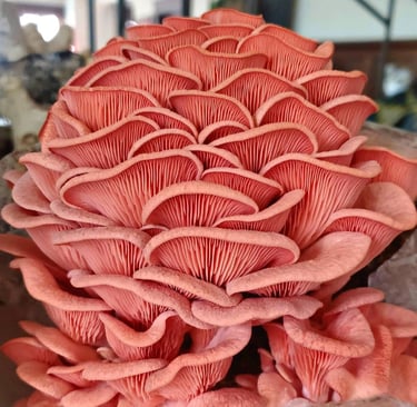 fungo ostrica rosa fresco