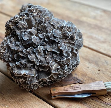 Maitake Grifola Frondosa italia