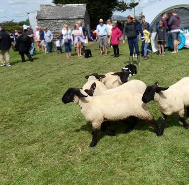 Black-faced sheep herded in a grassy field during a rural agricultural fair with spectators.