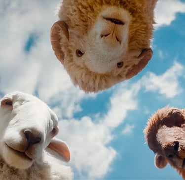 Low angle view of three fluffy sheep looking down from a bright blue sky with white clouds.