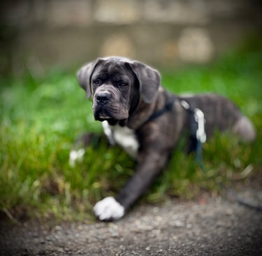 Comportementaliste canin et éducateur canin à Bapaume