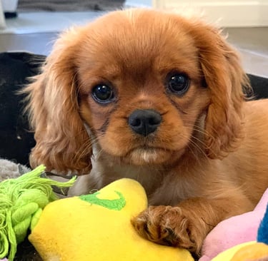 Scarlett, Cavalier King Charles de 3 mois couché avec ses jouets après un bilan comportemental