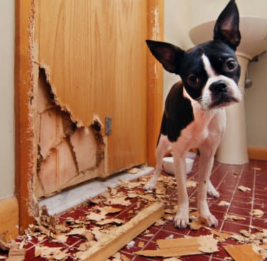 Un Boston Terrier qui a détruit une porte