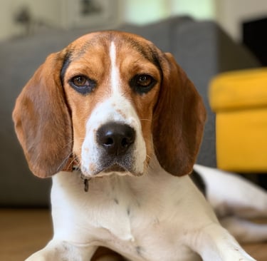 Beagle posant pour la photo
